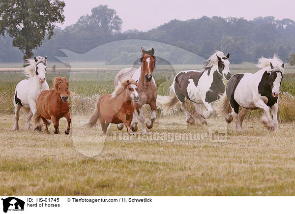 herd of horses / HS-01745
