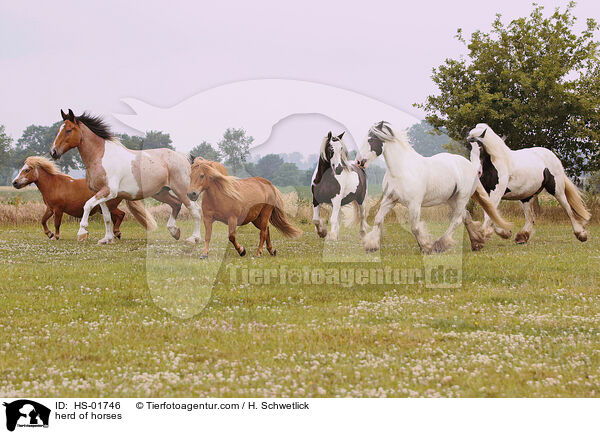 herd of horses / HS-01746