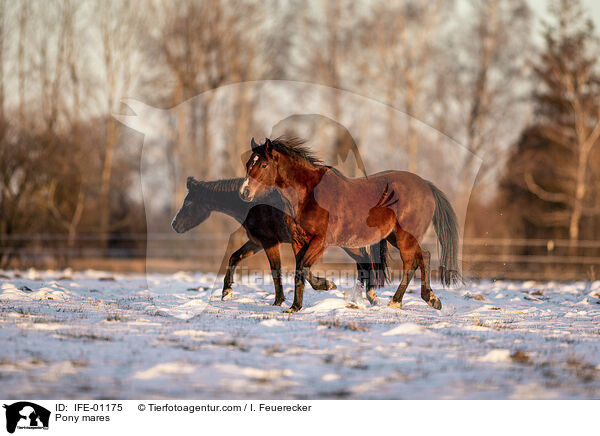 Pony Stuten / Pony mares / IFE-01175