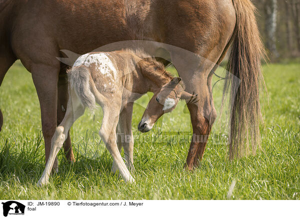 Fohlen / foal / JM-19890