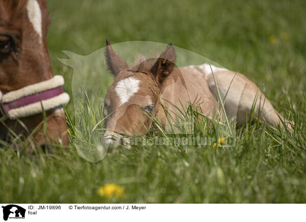 Fohlen / foal / JM-19896