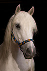 Pony Portrait