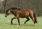 trotting pony