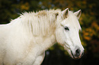 Pony Portrait