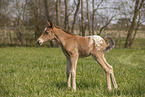 foal