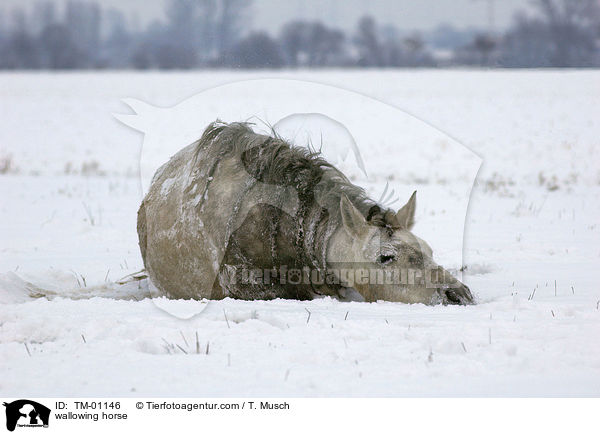 sich wlzendes Pferd / wallowing horse / TM-01146