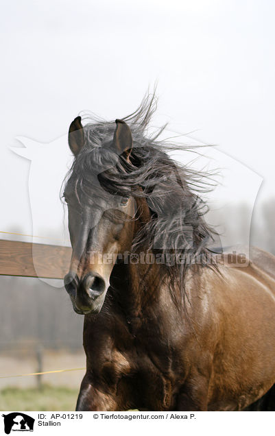 Stallion / AP-01219