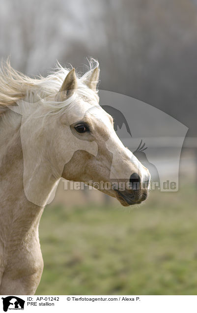PRE stallion / AP-01242