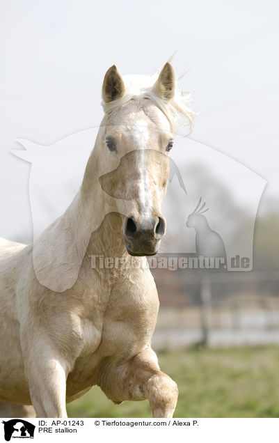 PRE stallion / AP-01243