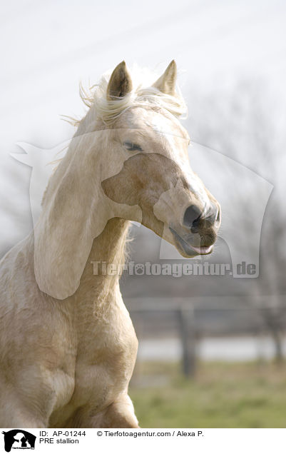 PRE stallion / AP-01244