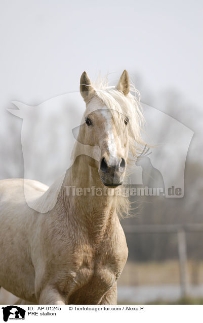 PRE stallion / AP-01245