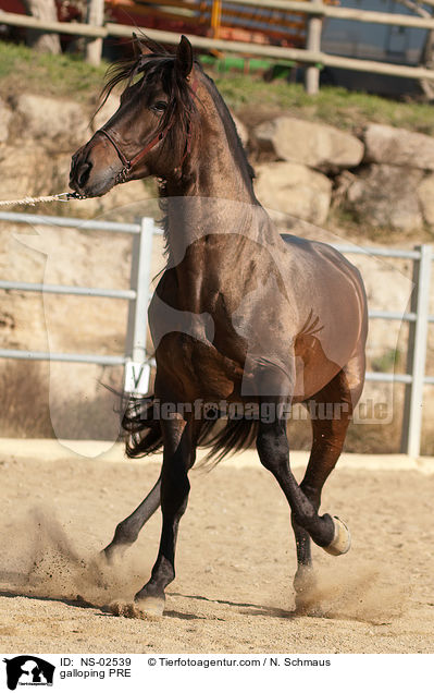 galoppierendes Pura Raza Espanola / galloping PRE / NS-02539