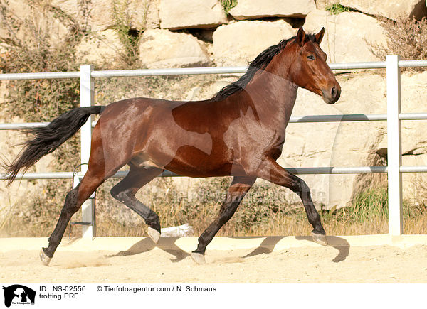 trabendes Pura Raza Espanola / trotting PRE / NS-02556