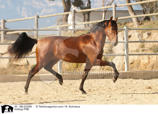 trotting PRE / NS-02589