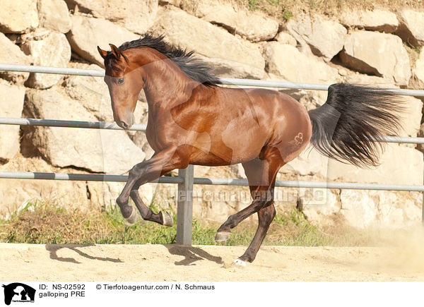 galloping PRE / NS-02592