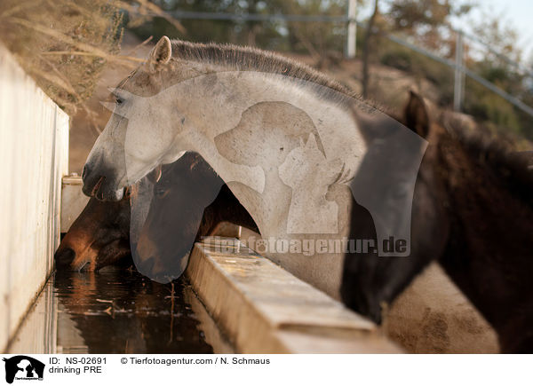 trinkende Pura Raza Espanola / drinking PRE / NS-02691