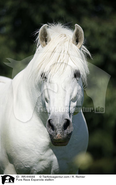 Pura Raza Espanola Hengst / Pura Raza Espanola stallion / RR-44688