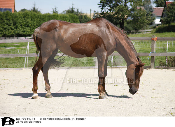 28 years old horse / RR-44714
