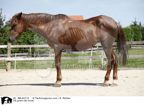 28 years old horse / RR-44715