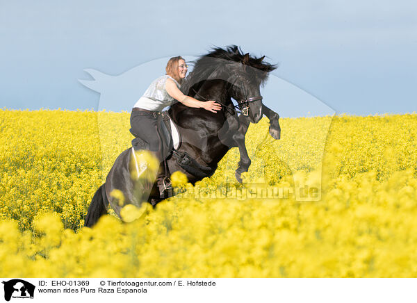 Frau reitet Pura Raza Espanola / woman rides Pura Raza Espanola / EHO-01369