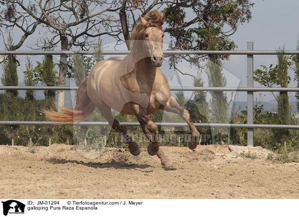 galoppierender Pura Raza Espanola / galloping Pura Raza Espanola / JM-01294