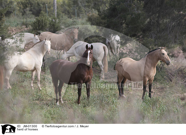 herd of horses / JM-01300