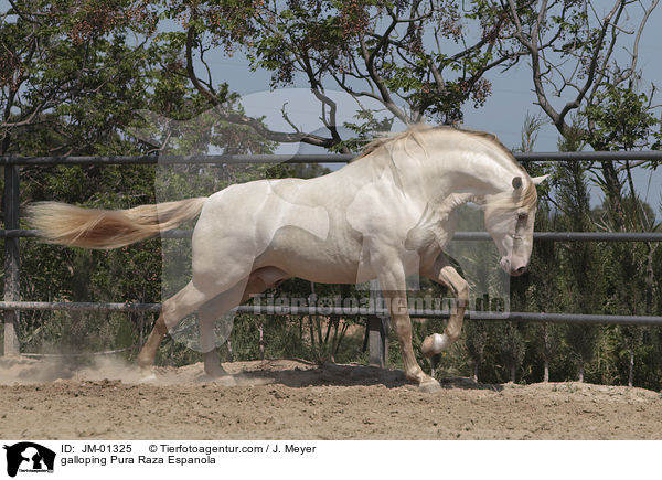 galloping Pura Raza Espanola / JM-01325