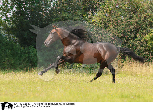 galloping Pura Raza Espanola / HL-02647