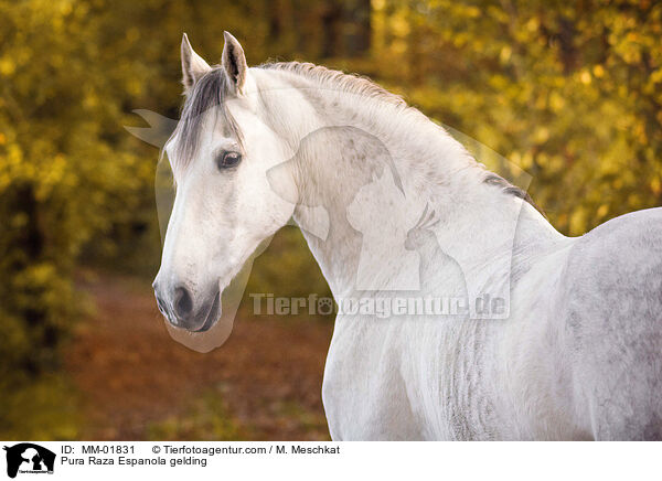 Pura Raza Espanola Wallach / Pura Raza Espanola gelding / MM-01831