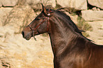 Pura Raza Espanola Portrait