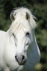 Pura Raza Espanola Portrait