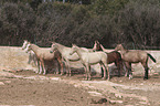 herd of horses