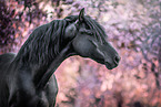 Pura Raza Espanola stallion