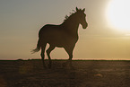 Pura Raza Espanola at sunset