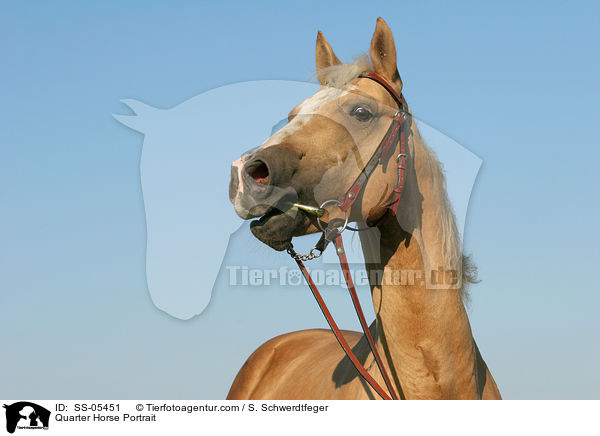 Quarter Horse Portrait / Quarter Horse Portrait / SS-05451