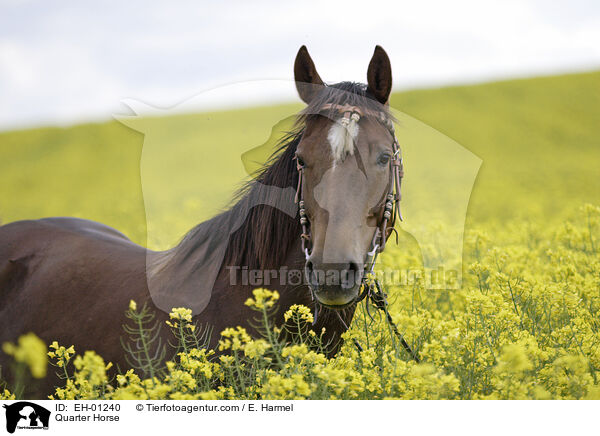 Quarter Horse / Quarter Horse / EH-01240