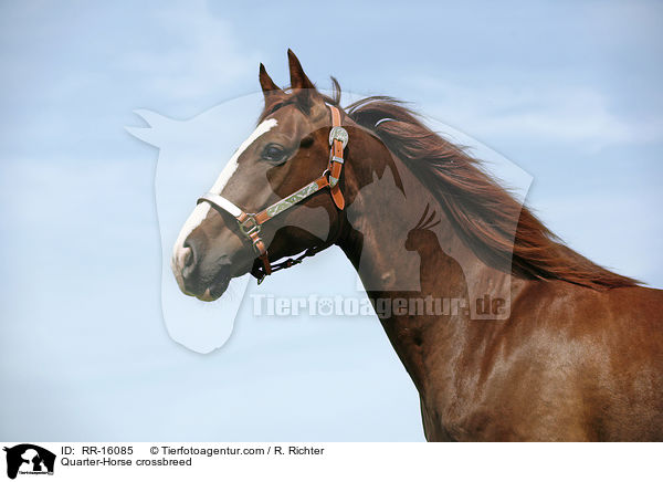 Quarter-Horse crossbreed / RR-16085