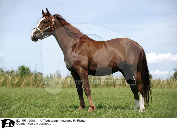 Quarter-Horse crossbreed / RR-16086
