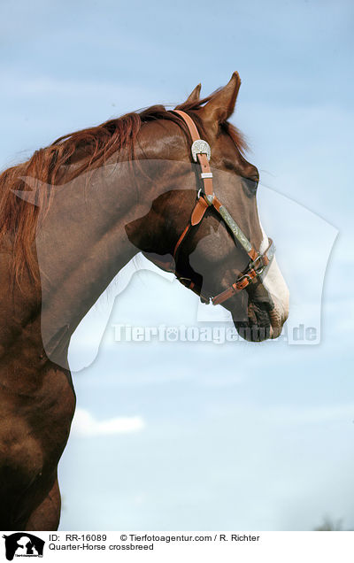 Quarter-Horse crossbreed / RR-16089