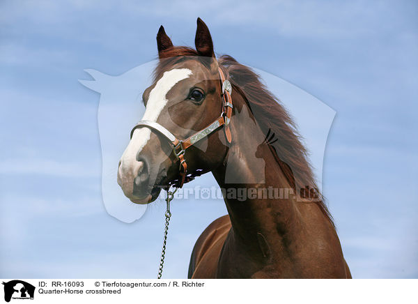 Quarter-Horse crossbreed / RR-16093