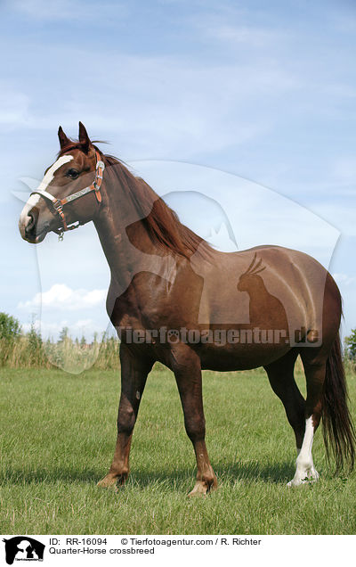 Quarter-Horse crossbreed / RR-16094