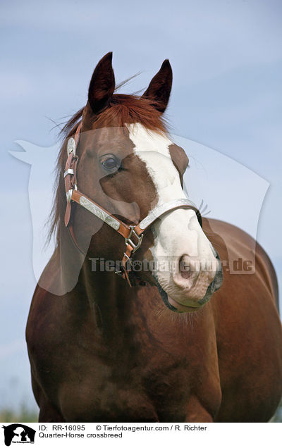 Quarter-Horse crossbreed / RR-16095