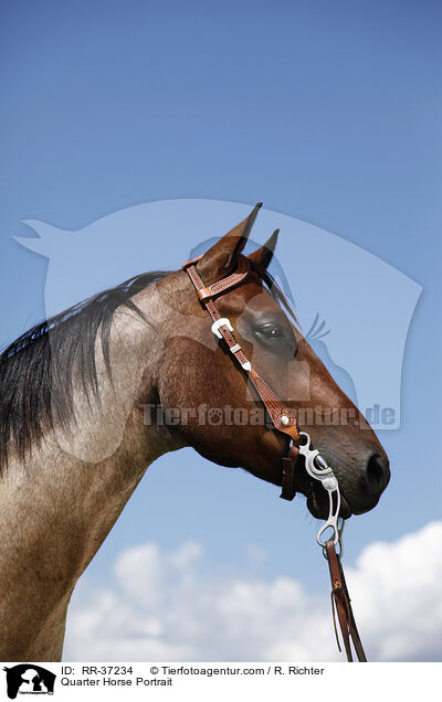 Quarter Horse Portrait / Quarter Horse Portrait / RR-37234