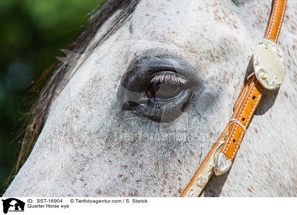 Quarter Horse eye / SST-16904