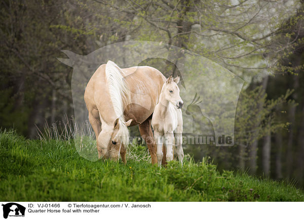 Quarter Horse foal with mother / VJ-01466