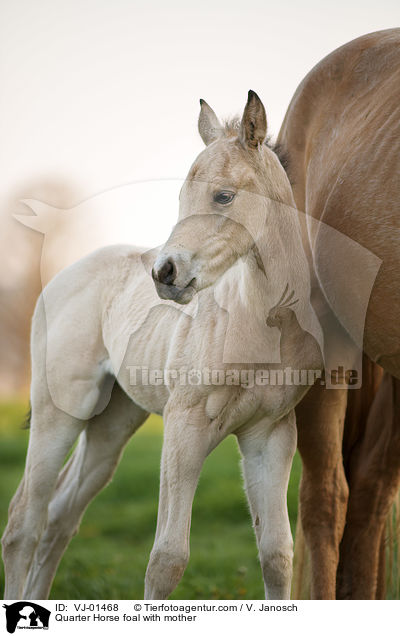 Quarter Horse foal with mother / VJ-01468