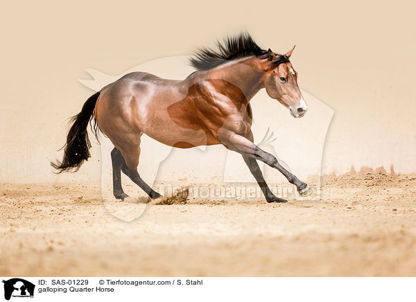 galloping Quarter Horse / SAS-01229