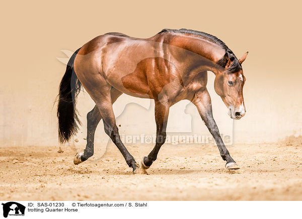 trotting Quarter Horse / SAS-01230