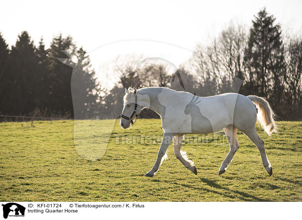 trotting Quarter Horse / KFI-01724