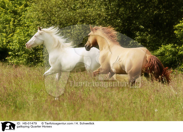galloping Quarter Horses / HS-01479
